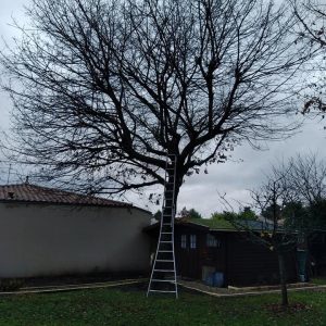 elagage 1