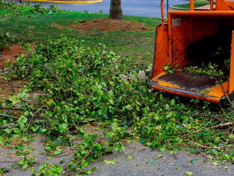 Landscapers using chipper machine to remove and haul chainsaw tree branches Machine for cutting