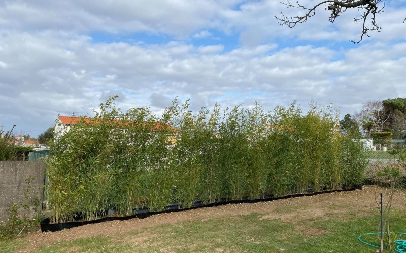 plantation 1