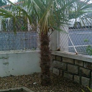 plantation 3
